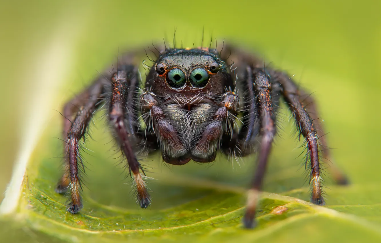 Photo wallpaper macro, leaf, spider, green background, jumping, green-eyed, jumper, the Hoppy