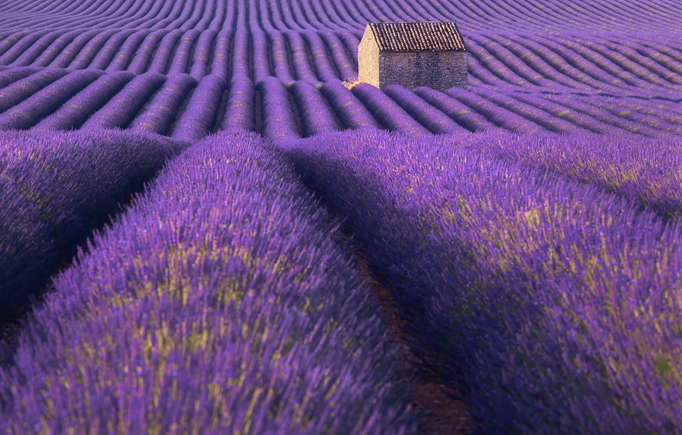 Photo wallpaper field, summer, flowers, nature, house, lavender