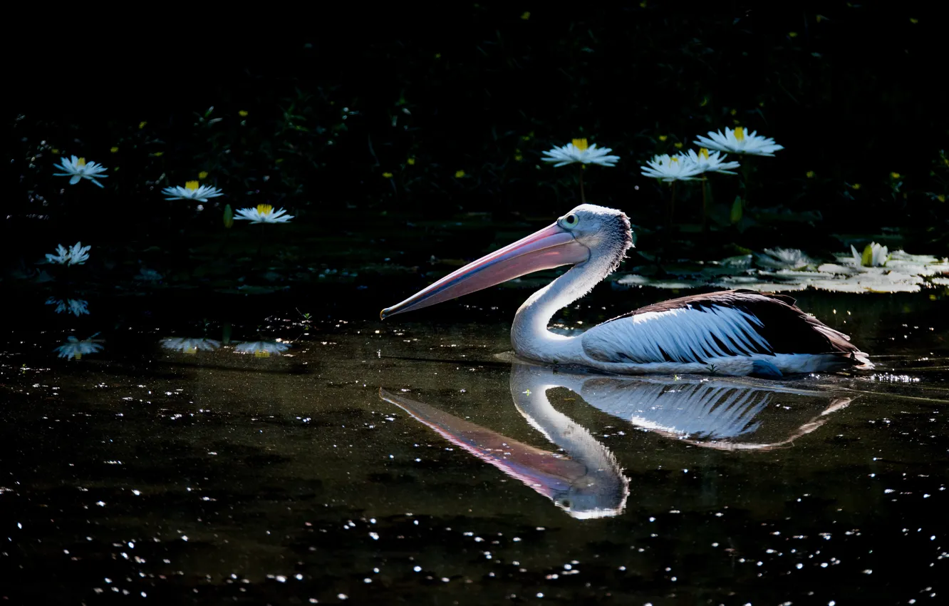 Photo wallpaper flowers, bird, pond, Pelican