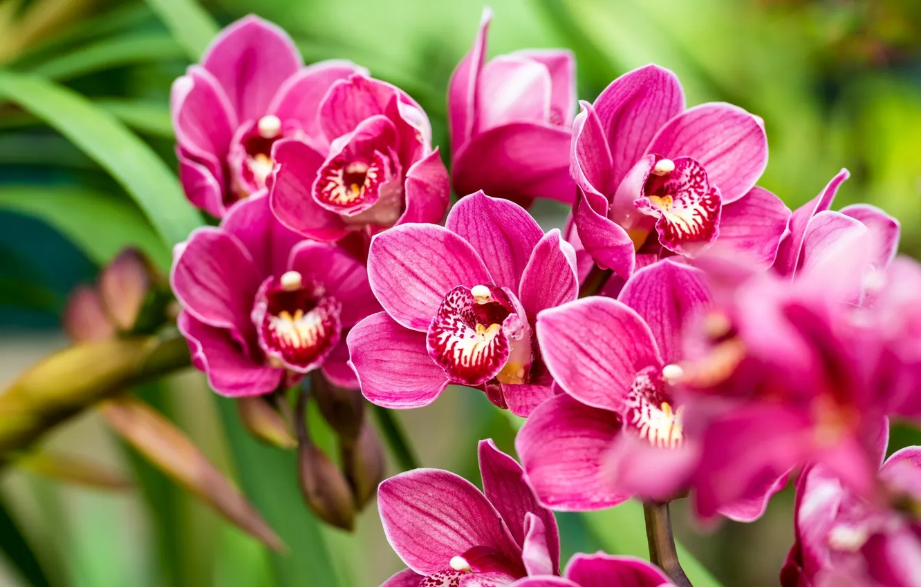Photo wallpaper flowers, pink, Orchid