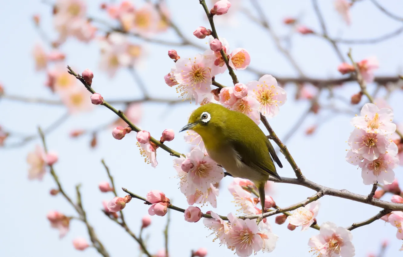 Photo wallpaper flowers, white-eyed, flowering tree, bird, branches