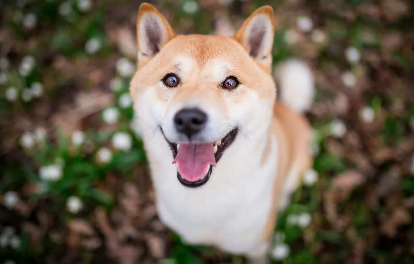 Photo wallpaper language, look, face, nature, smile, background, glade, portrait