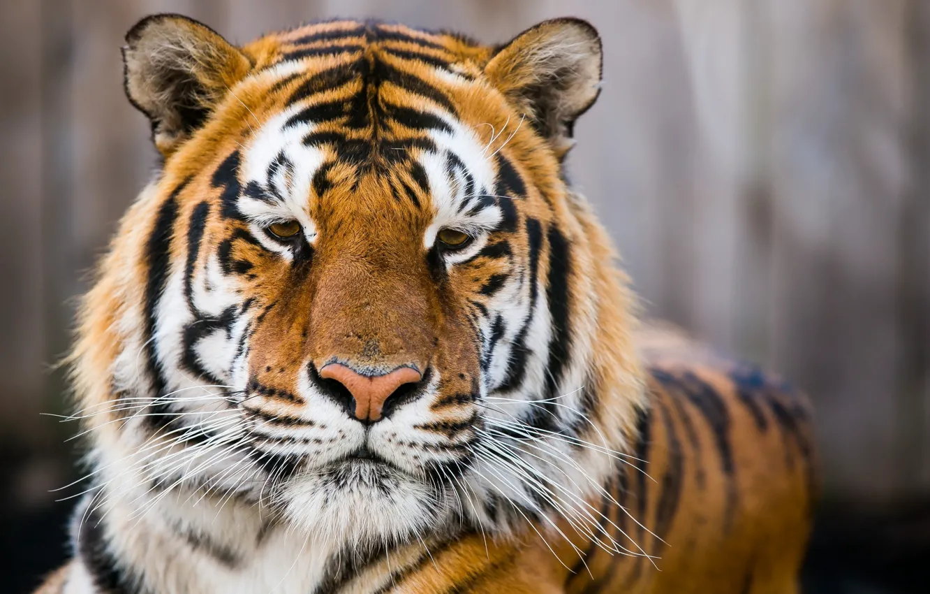 Photo wallpaper face, predator, wild cat, the Amur tiger