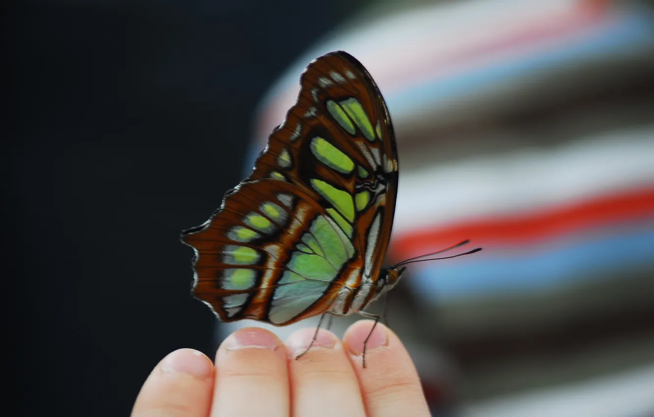 Photo wallpaper butterfly, wings, beautiful, fingers of the hands