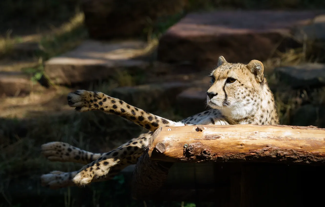Photo wallpaper cat, look, the sun, stay, paws, Cheetah, log