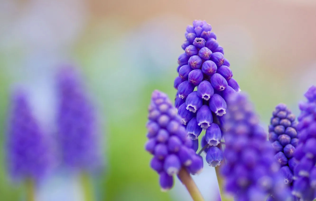 Photo wallpaper macro, flowers, blue, blur, Muscari