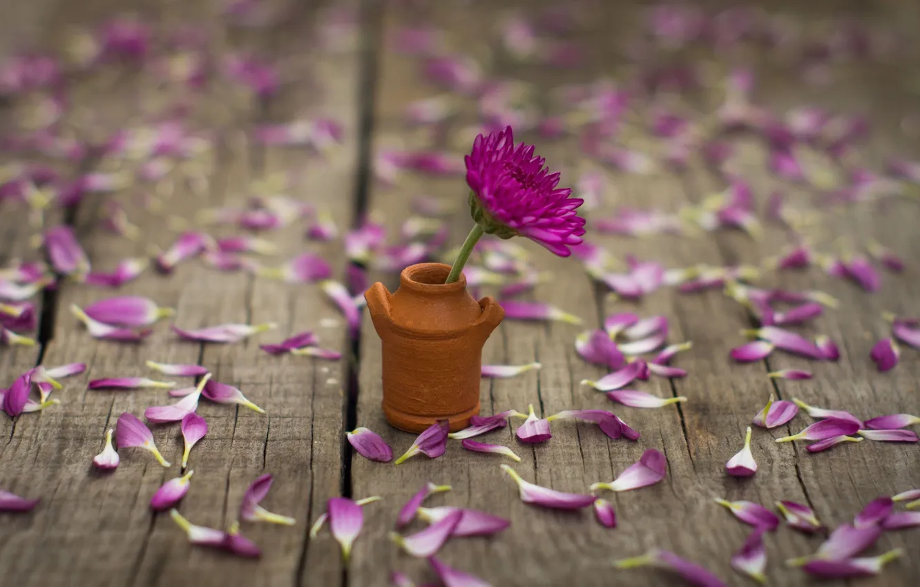 Photo wallpaper flowers, background, mood, widescreen, Wallpaper, petals, wallpaper, pink