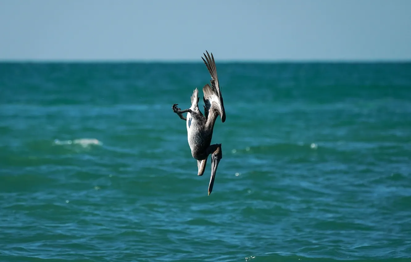 Photo wallpaper bird, fishing, Brown Pelican
