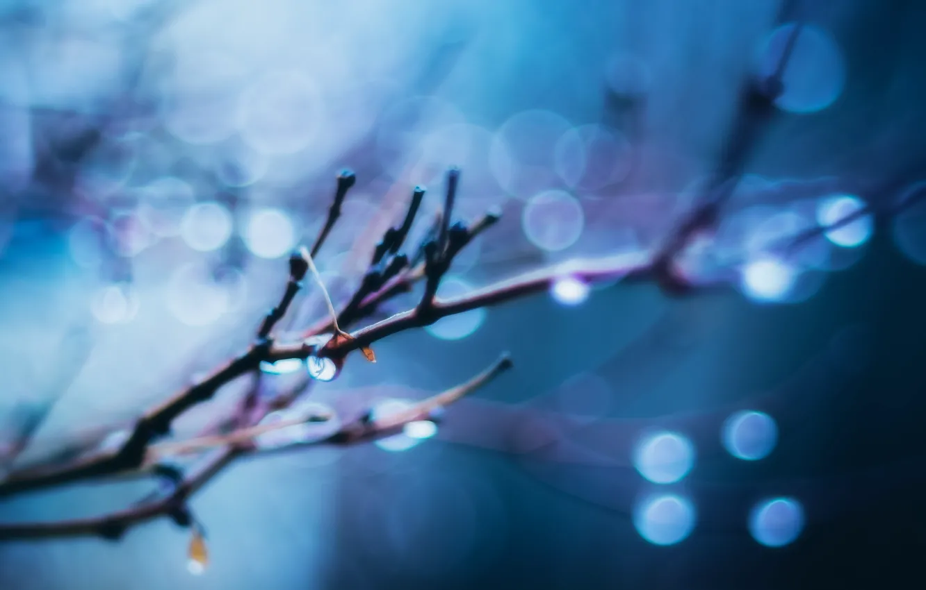 Photo wallpaper blue, bokeh, drops, buds, globes, bracnhes