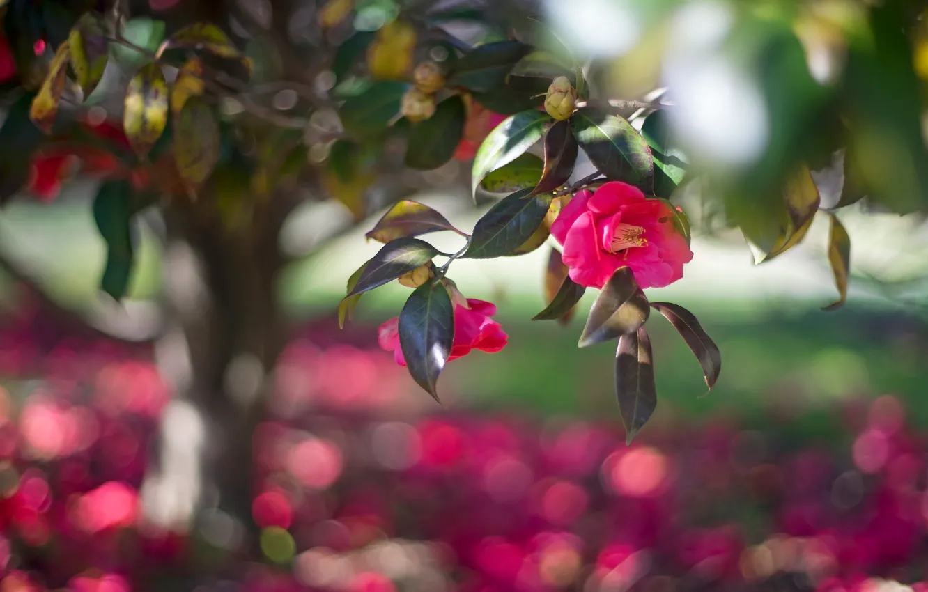 Photo wallpaper leaves, light, branches, beauty, garden, pink, flowering, tree