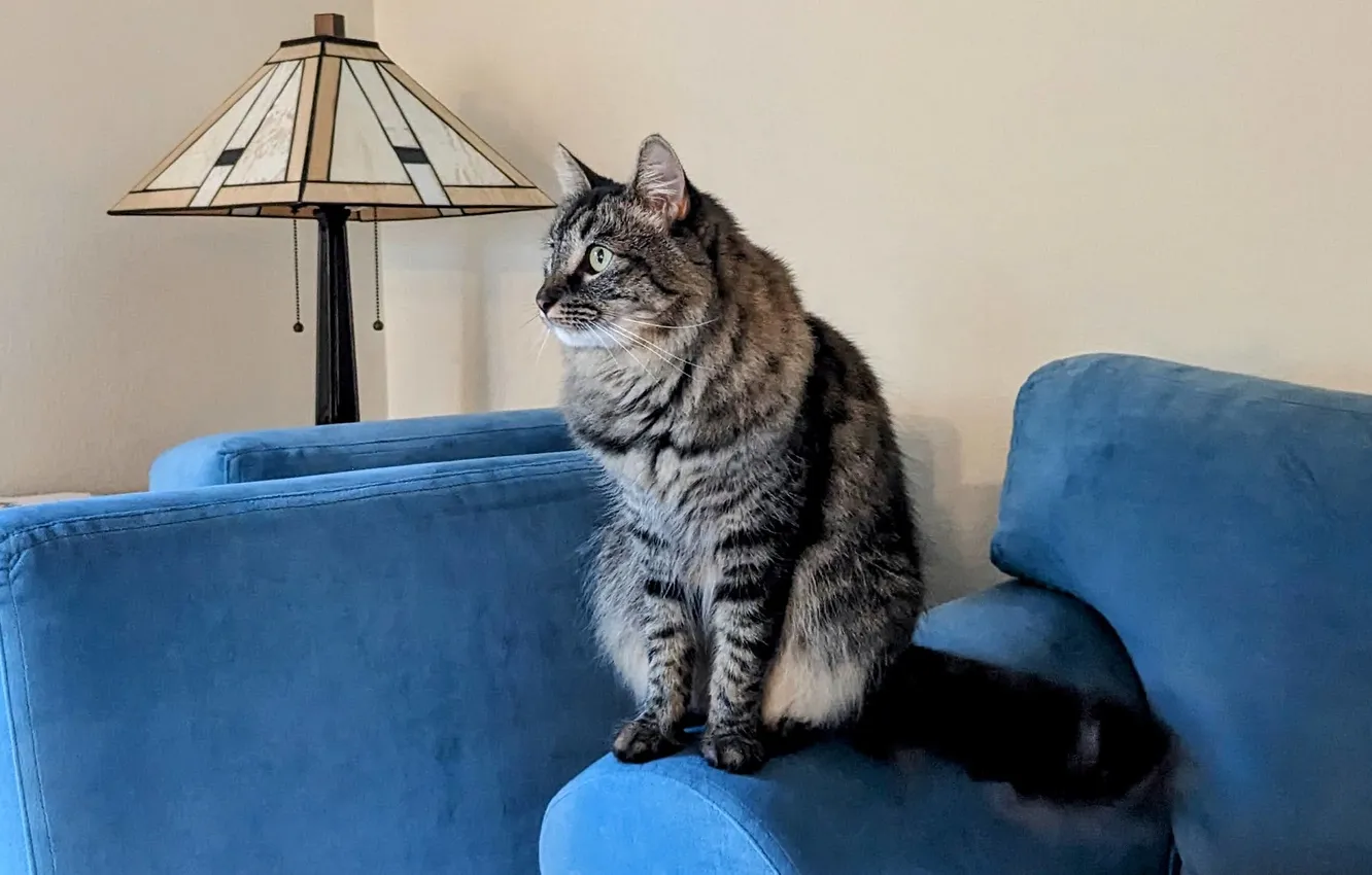 Photo wallpaper cat, cat, lamp, chair