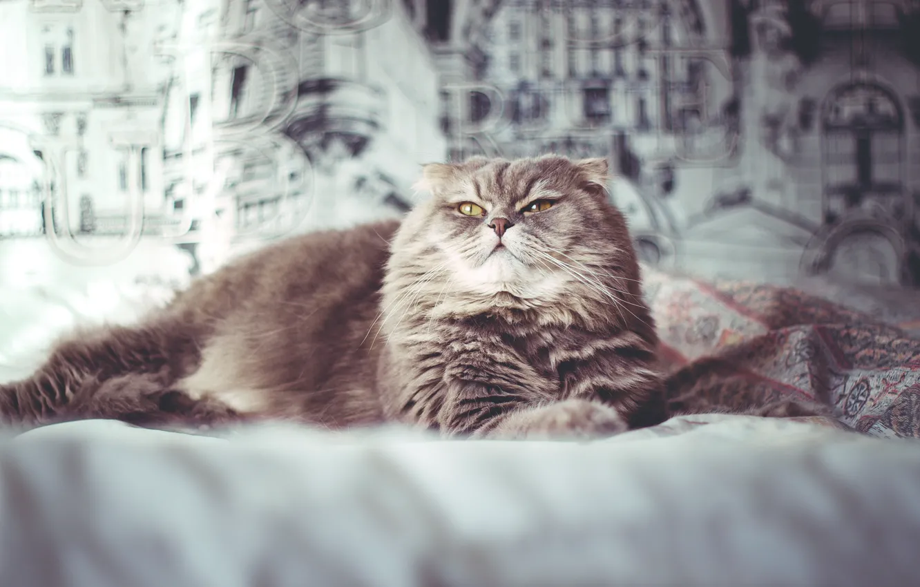 Photo wallpaper cat, room, blanket