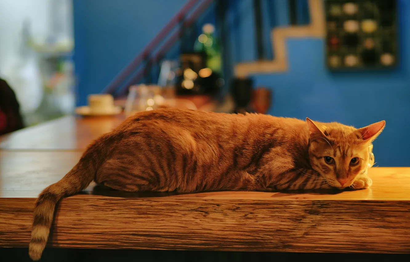Photo wallpaper cat, lies, red