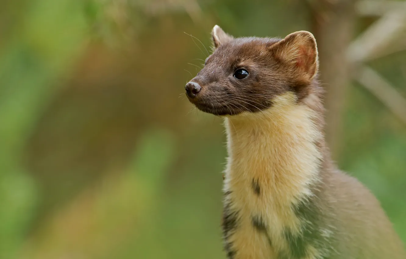 Photo wallpaper look, background, portrait, face, marten