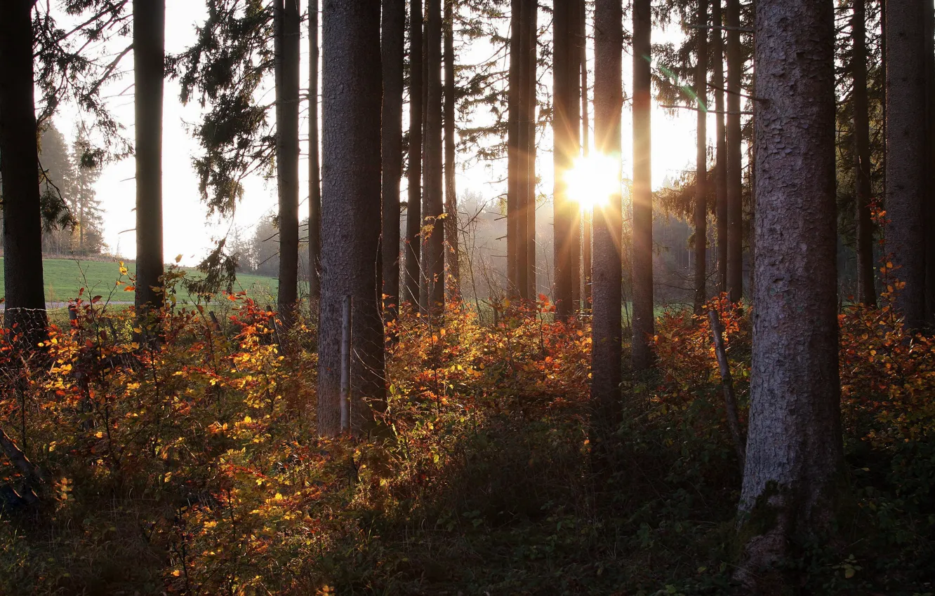 Photo wallpaper forest, the sun, trees