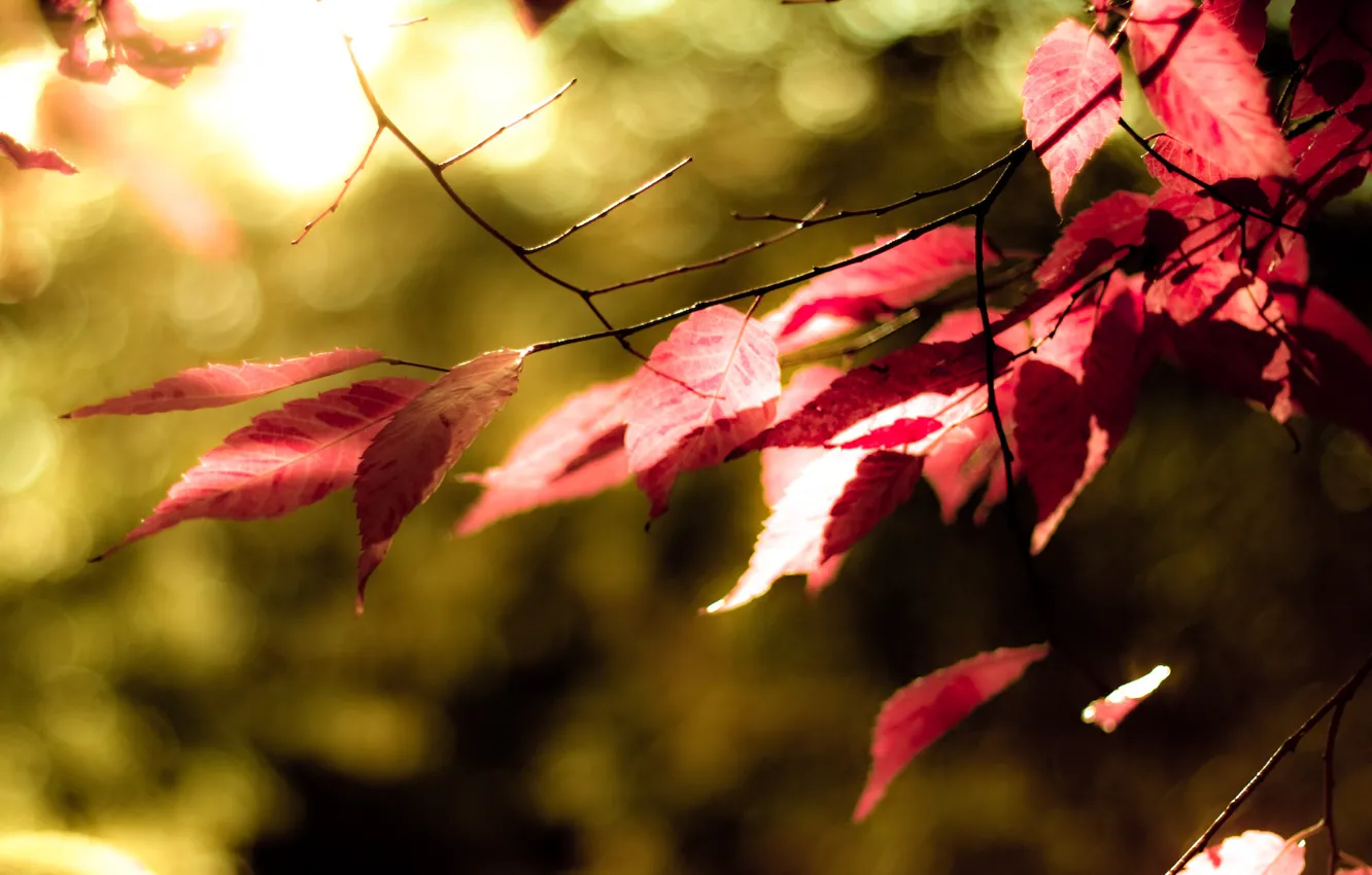 Photo wallpaper greens, autumn, leaves, tree, color, red, Kolor