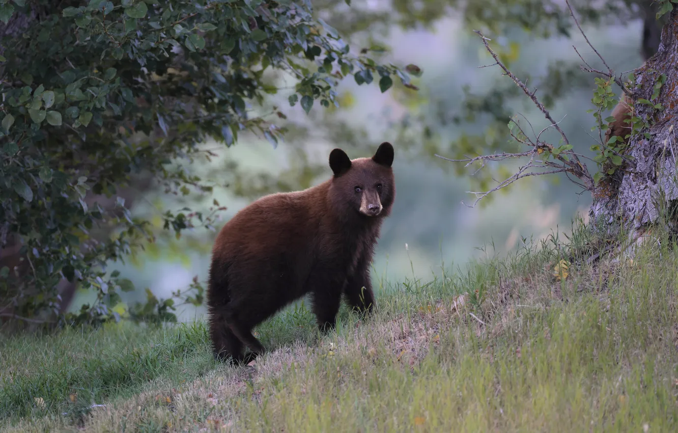 Photo wallpaper bear, branches, slope, bear