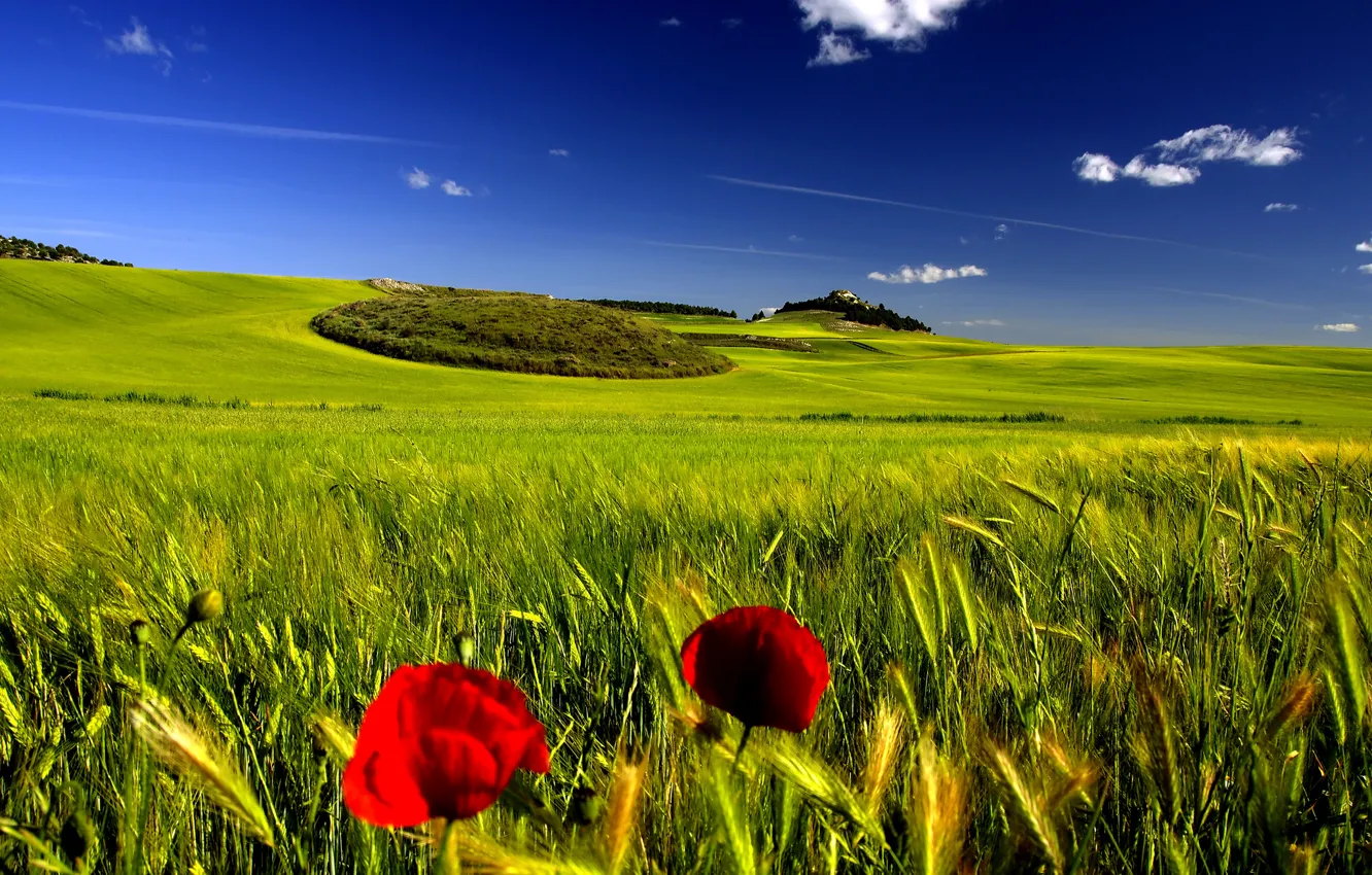 Photo wallpaper field, summer, the sky, Mac, spikelets