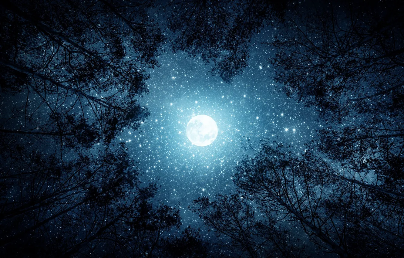 Photo wallpaper forest, stars, trees, night, branches, the moon, silhouette, the full moon