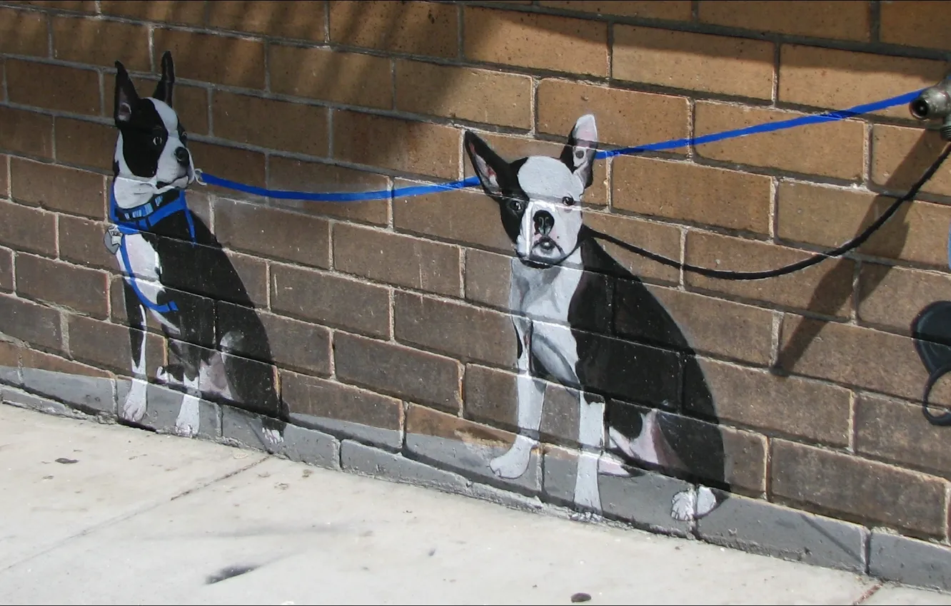 Photo wallpaper wall, graffiti, two, dogs, other, Oops