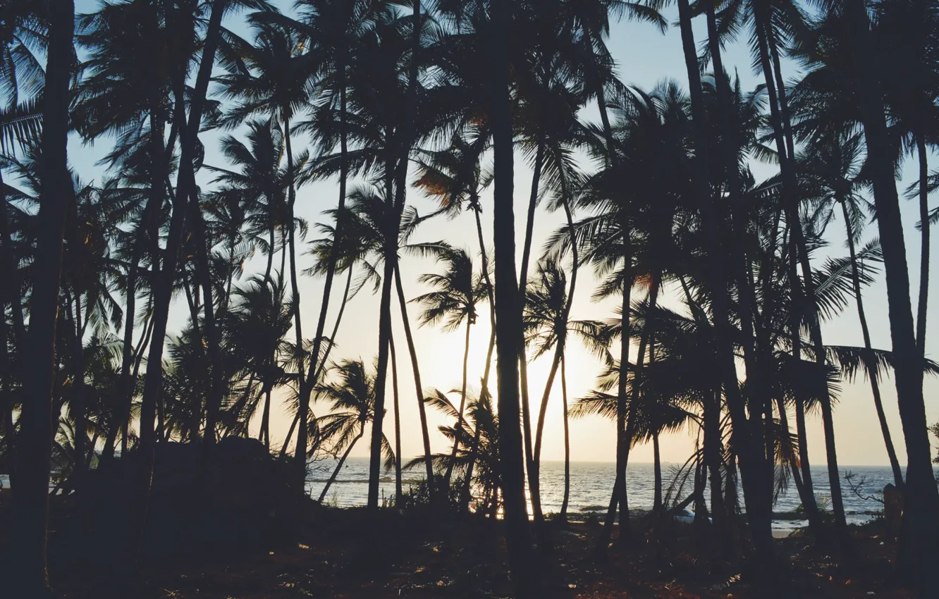 Photo wallpaper palm trees, minimalism