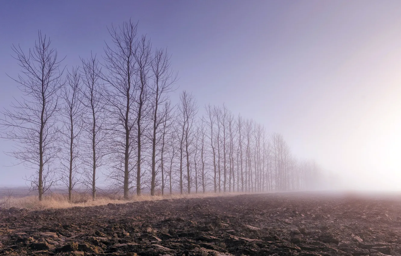 Photo wallpaper field, trees, fog, arable land
