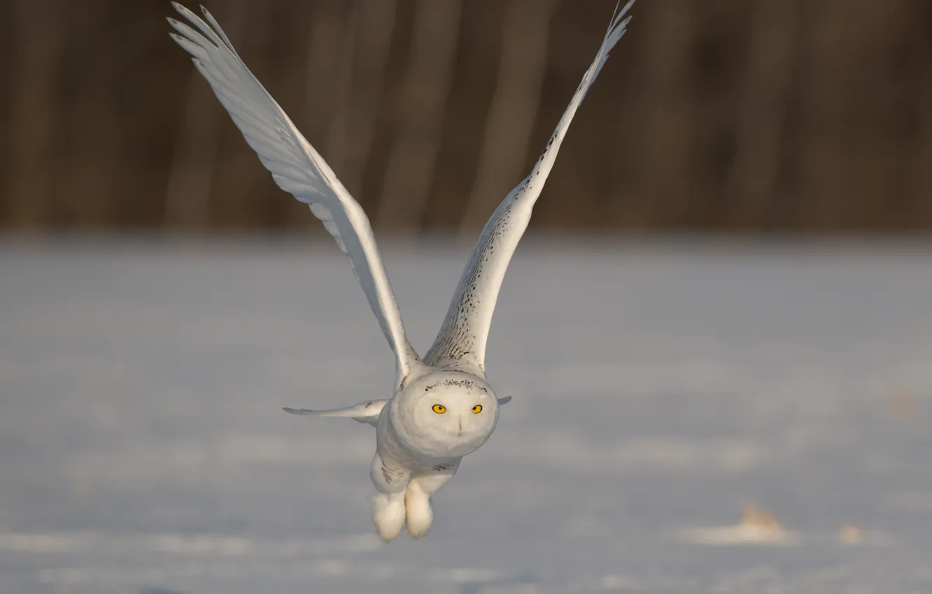 Photo wallpaper flight, wings, stroke, snowy owl