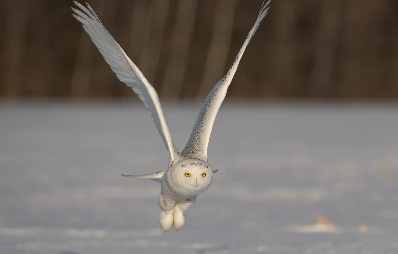 Photo wallpaper wings, flight, stroke, snowy owl