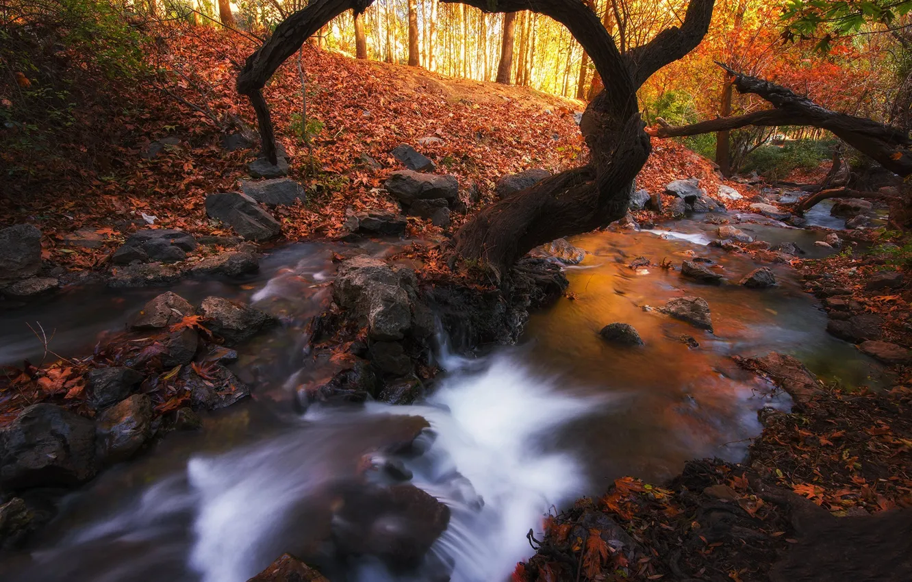 Photo wallpaper autumn, forest, leaves, trees, nature, stream, stones