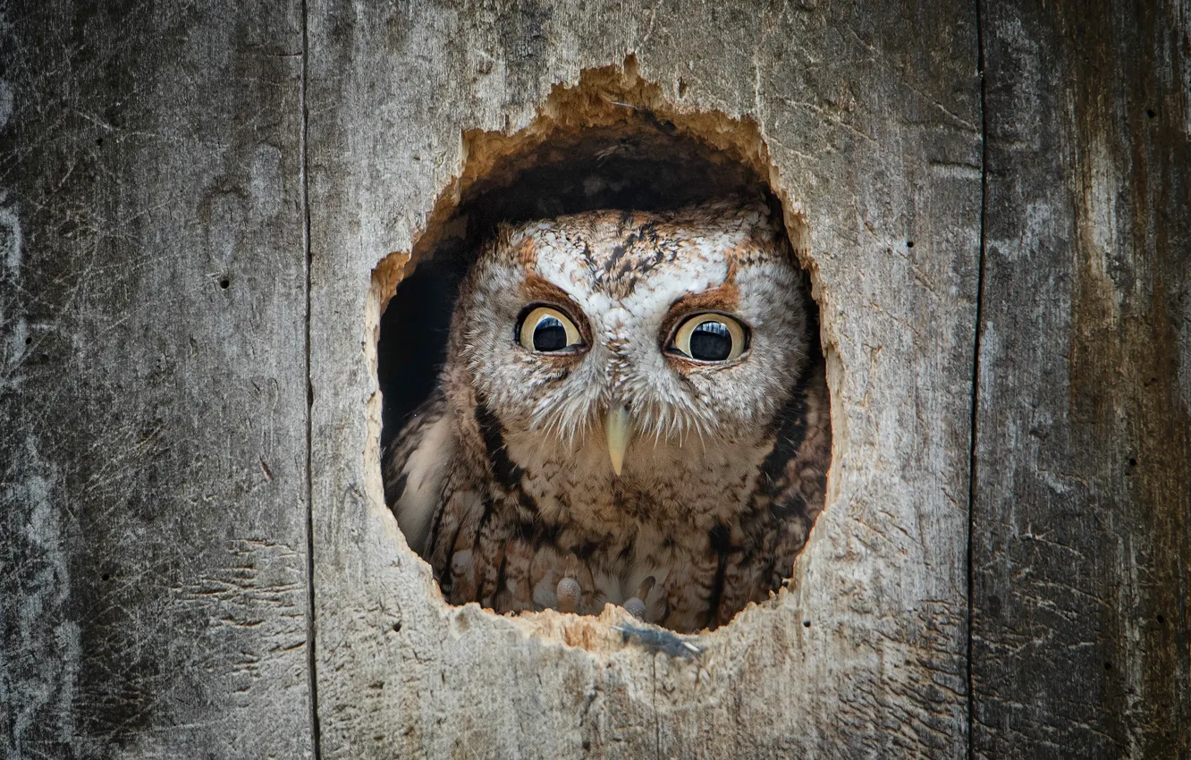 Photo wallpaper eyes, look, trees, owl, bird, portrait, shelter, Nora