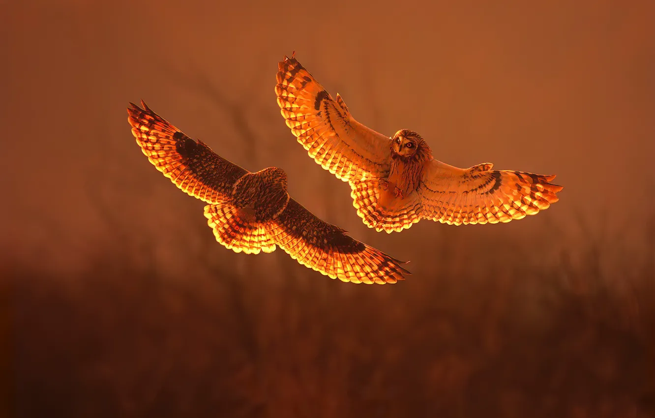 Photo wallpaper sunset, fight, short eared owl