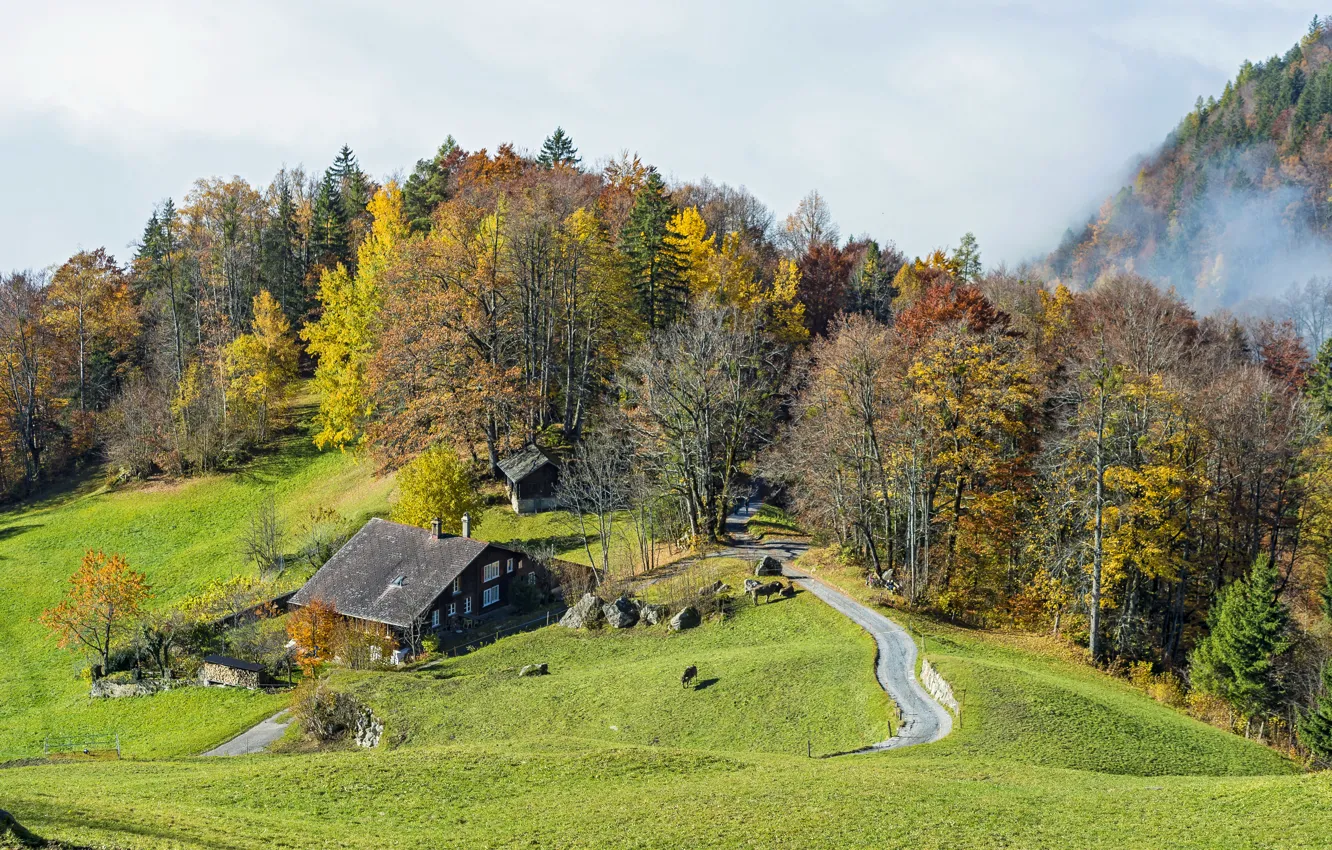 Photo wallpaper road, greens, autumn, forest, grass, trees, mountains, fog