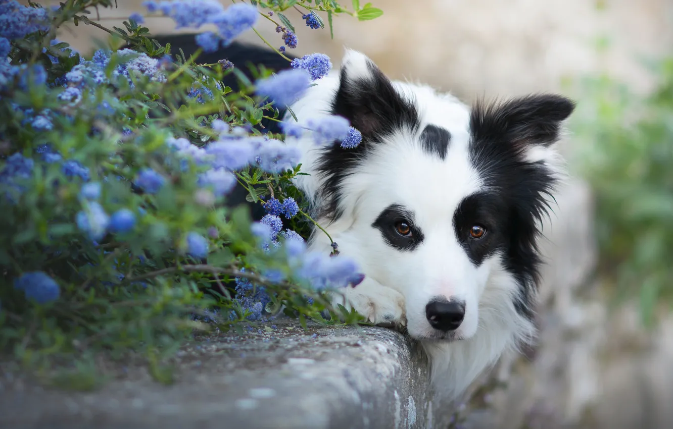 Photo wallpaper look, face, flowers, dog, The border collie