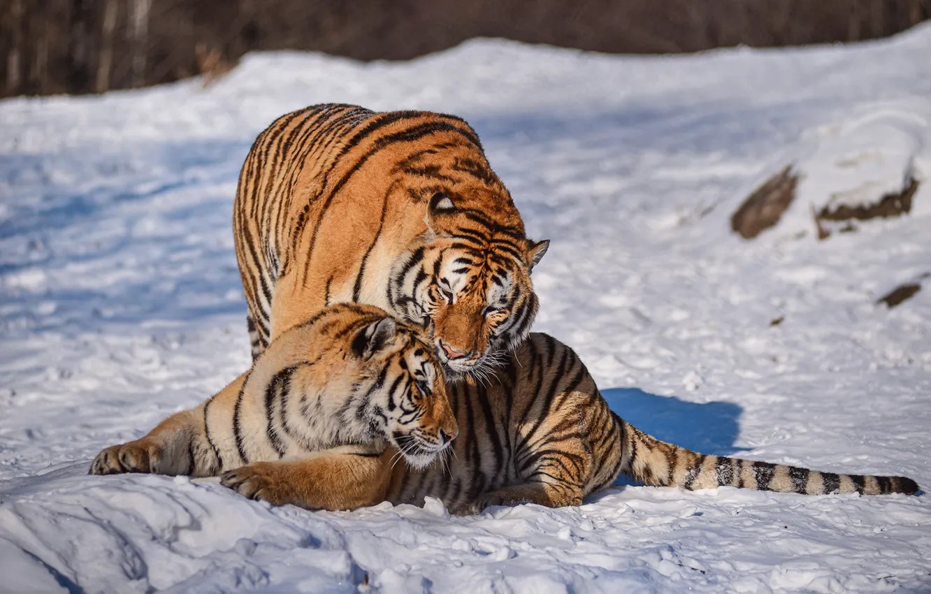 Photo wallpaper winter, snow, tiger, pair