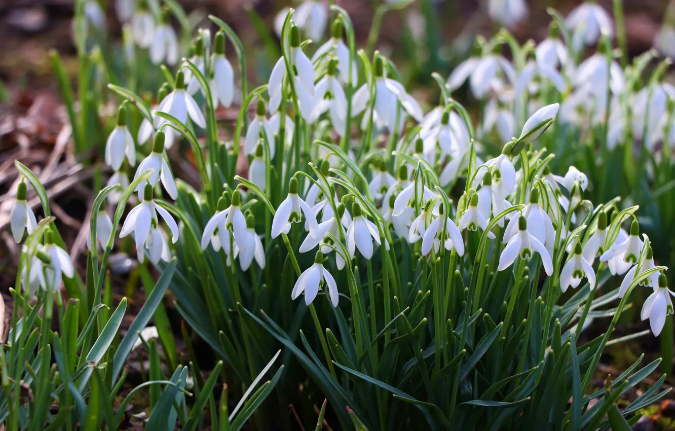 Photo wallpaper flowers, spring, snowdrops, white, a lot, bushes