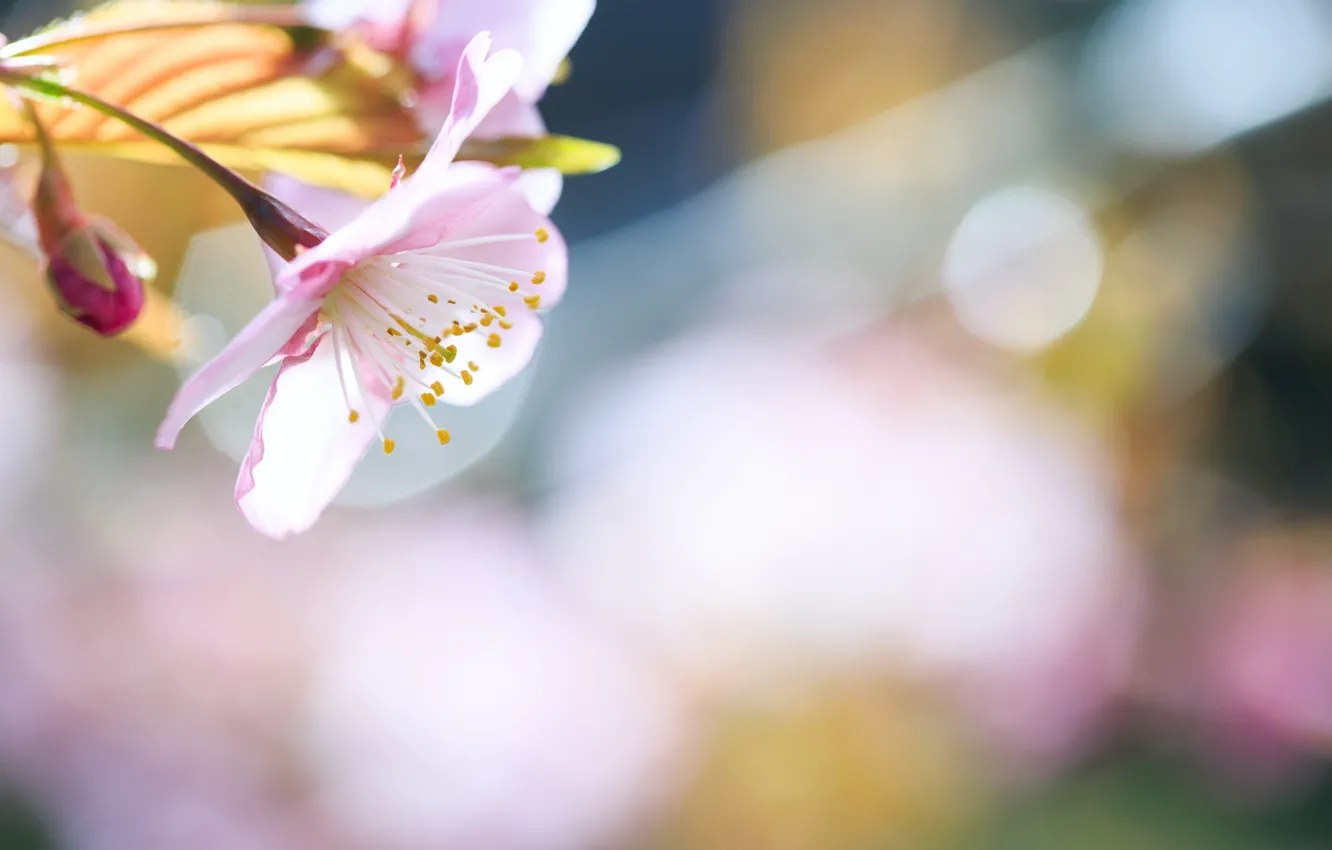 Photo wallpaper flowers, tree, branch, spring, Sunny