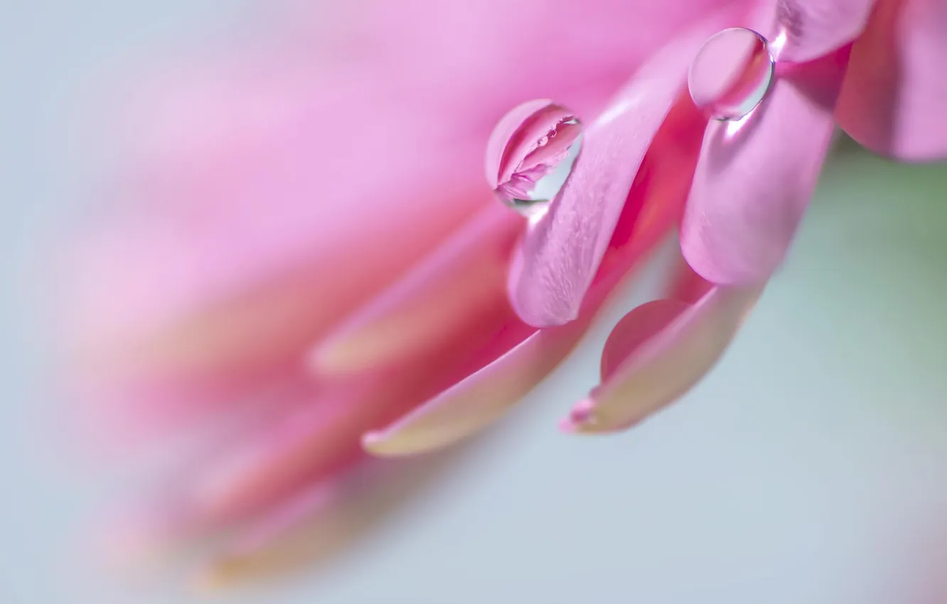 Photo wallpaper drops, macro, flowers, Rosa, pink