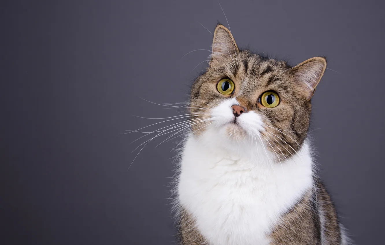 Photo wallpaper cat, look, background