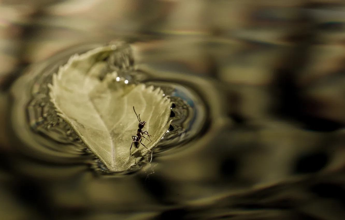 Photo wallpaper water, macro, sheet, boat, ant