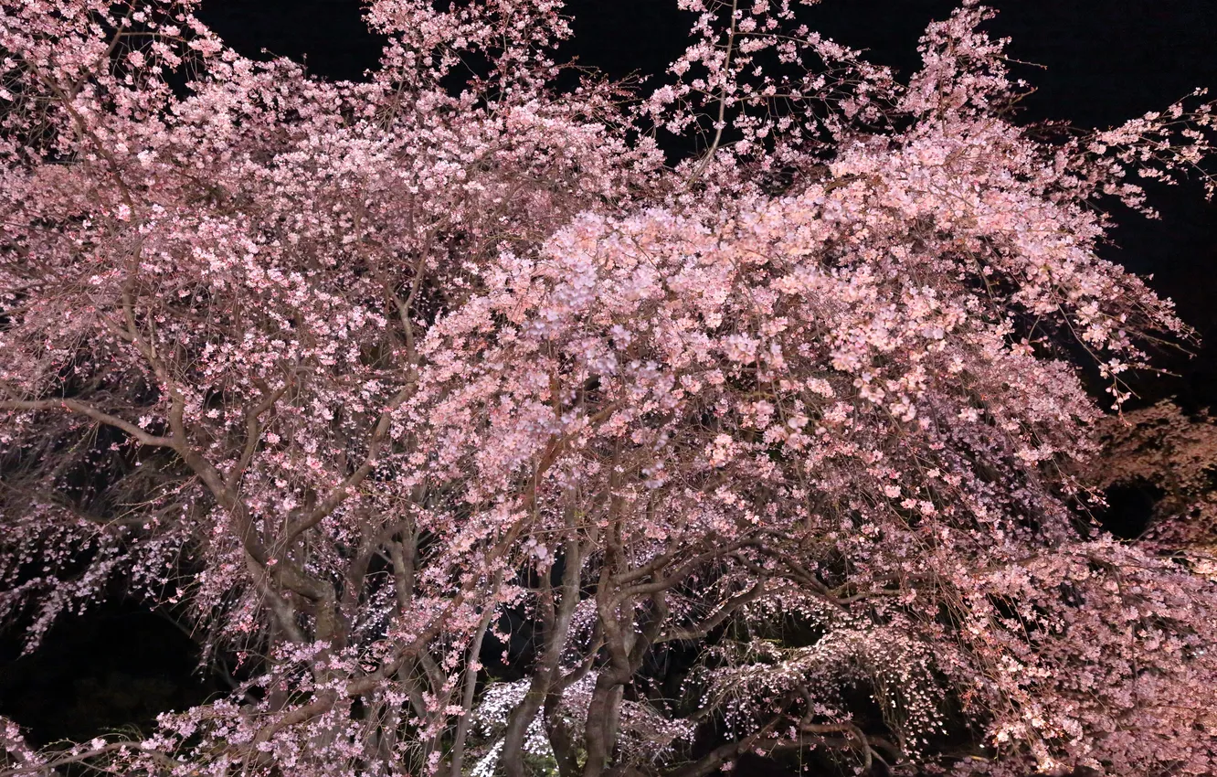 Photo wallpaper nature, tree, Sakura, flowering