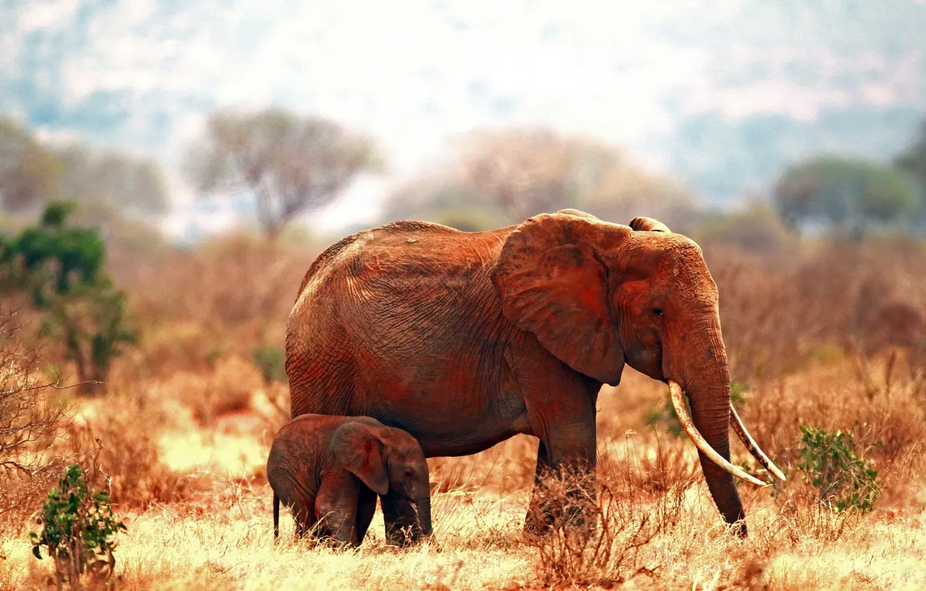 Photo wallpaper elephant, tail, ears, tusks, trunk, elephant, OFFSPRING
