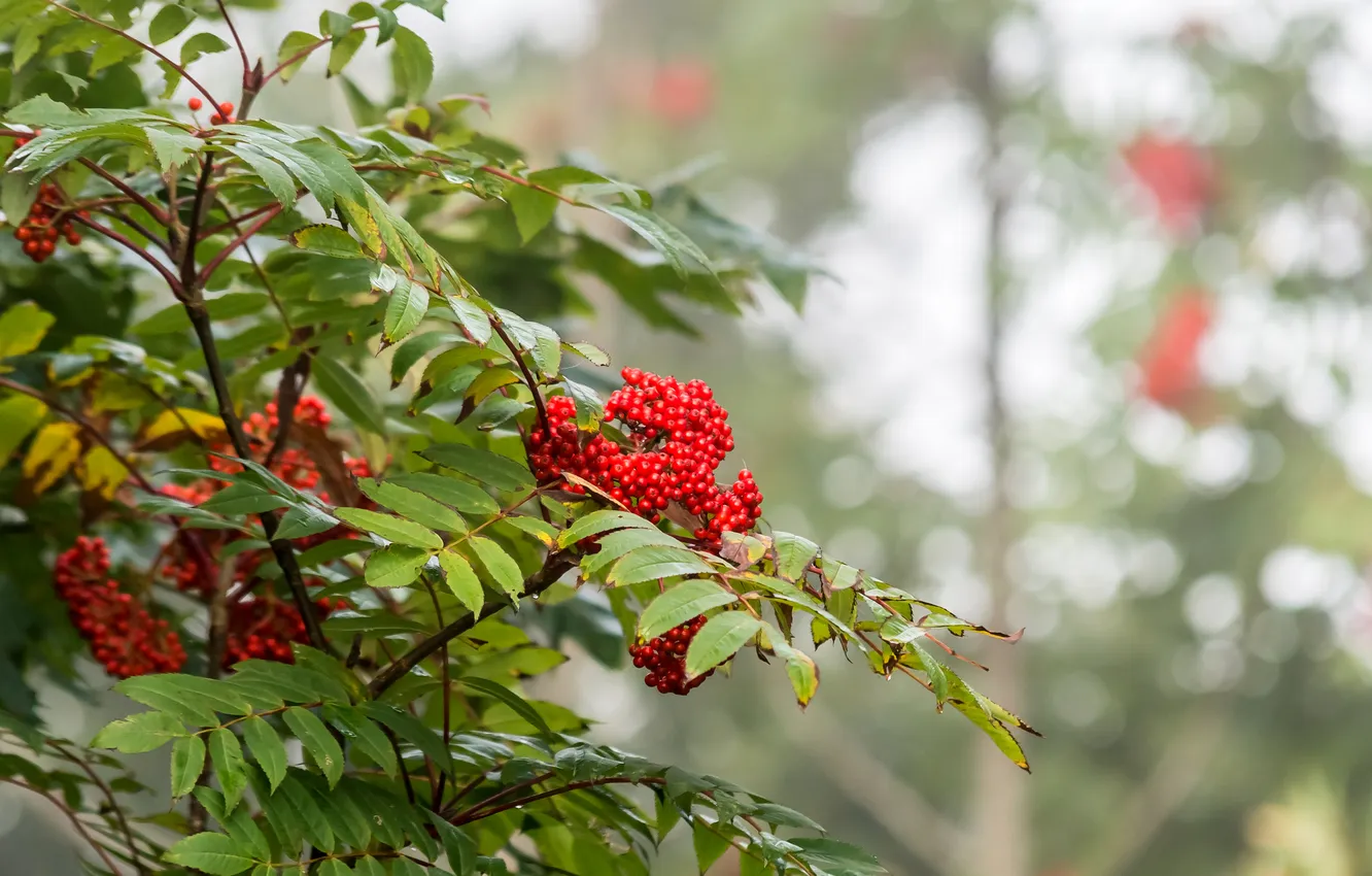 Photo wallpaper autumn, leaves, berries, Rowan