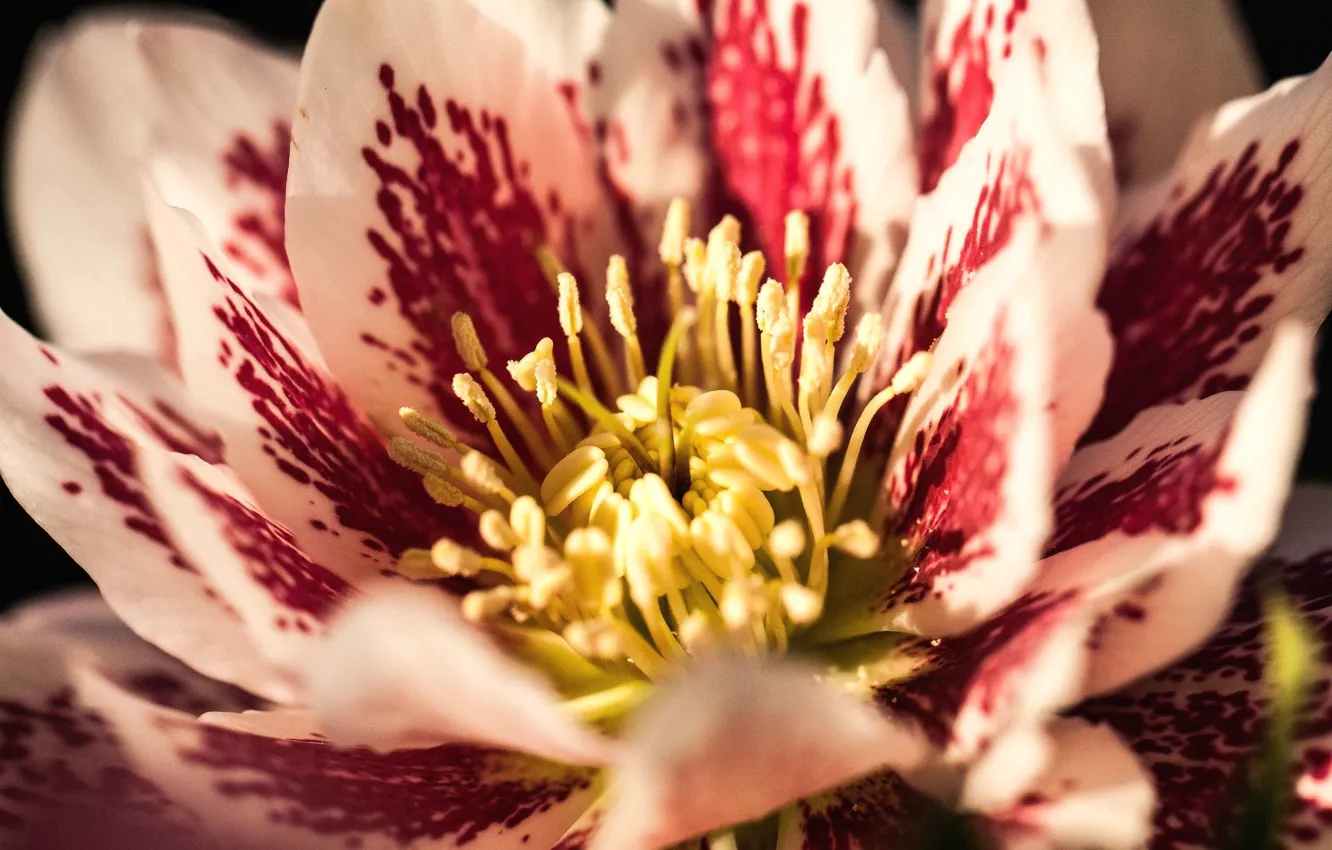 Photo wallpaper macro, flowers, fish, stamens, hellebore, Helleborus