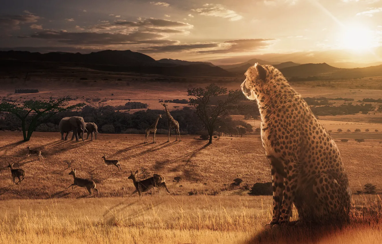 Photo wallpaper field, elephant, giraffe, Cheetah, Savannah