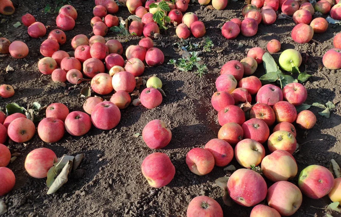 Photo wallpaper foliage, apples, harvest, fruit