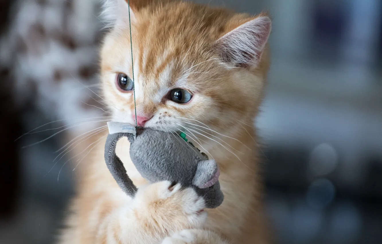 Photo wallpaper cat, toy, mouse, red, kitty