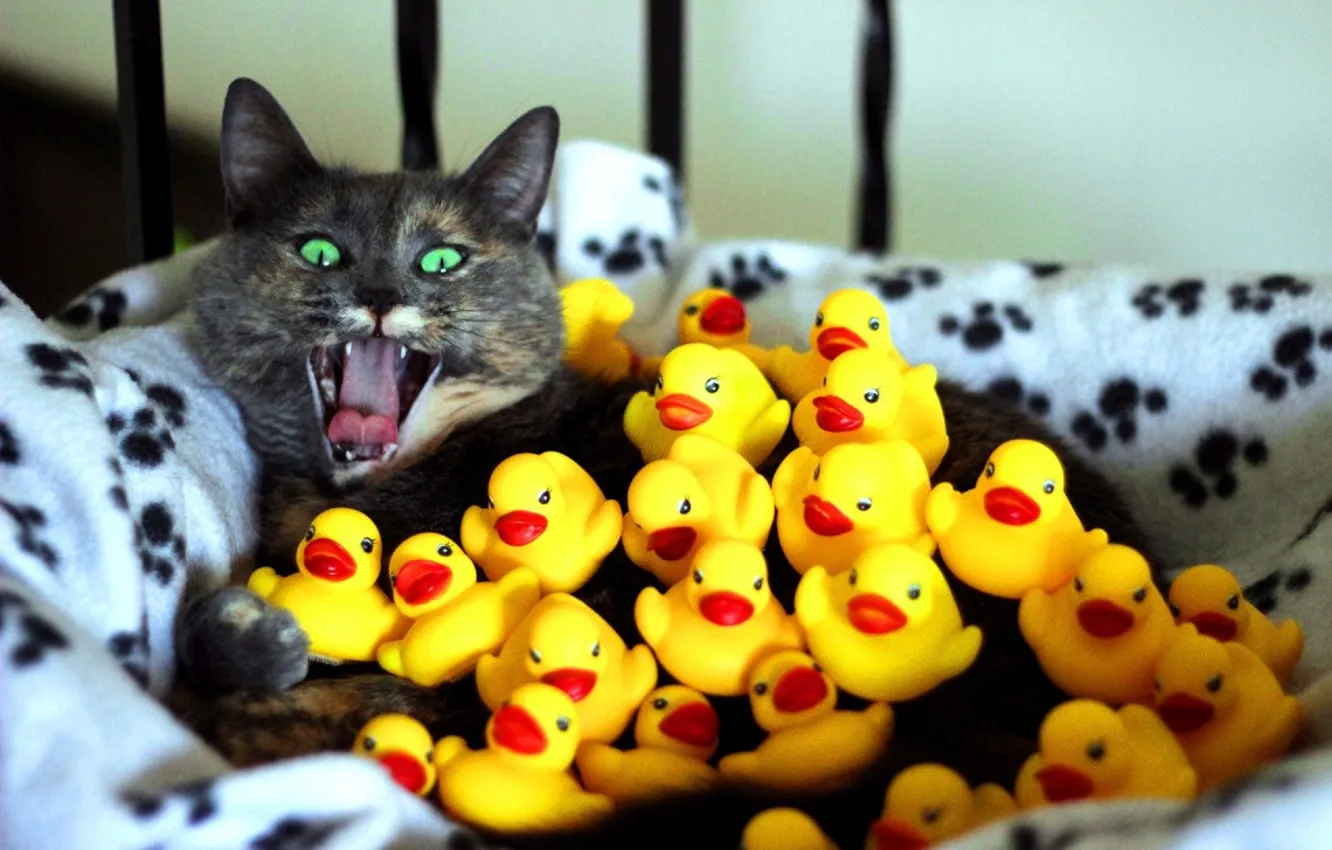 Photo wallpaper cat, cat, yellow, fright, green eyes, ducks