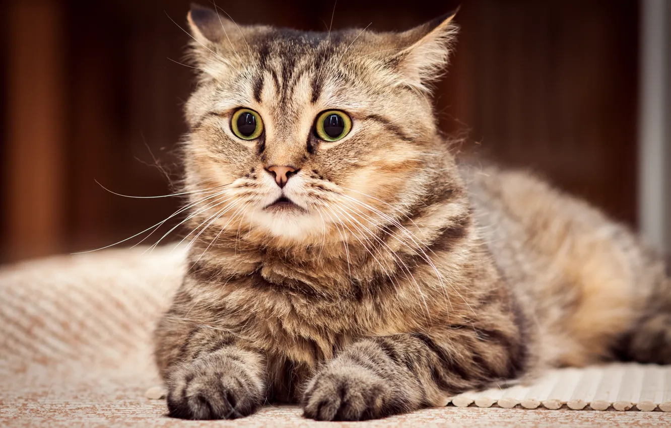 Photo wallpaper cat, look, stoned cat