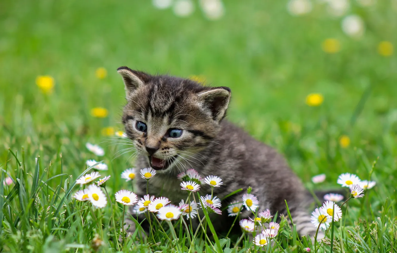 Photo wallpaper grass, flowers, baby, kitty, bokeh, Daisy, pisklya