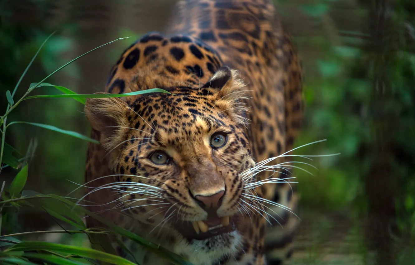 Photo wallpaper greens, grass, look, face, Leopard, wild cat
